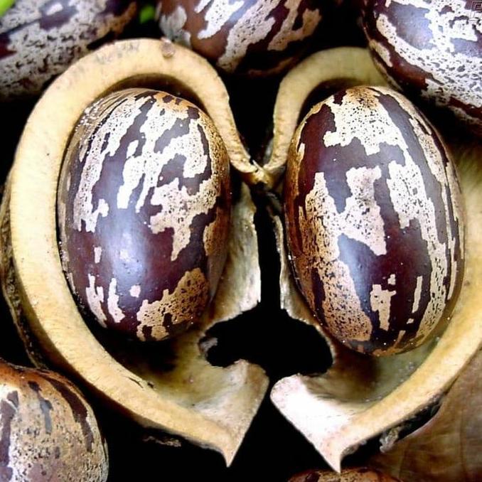 BIJI KARET KILOAN KUALITAS TERBAIK