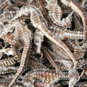 kuda laut kering asli besar 8cm 3biji