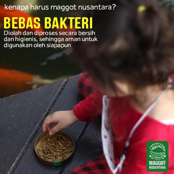 Sakan- Pakan Koi Suplemen Maggot Bsf 120Gr - Maggot Nusantara