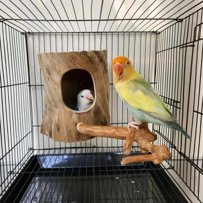 Glodok finch parkit glodok burung kecil