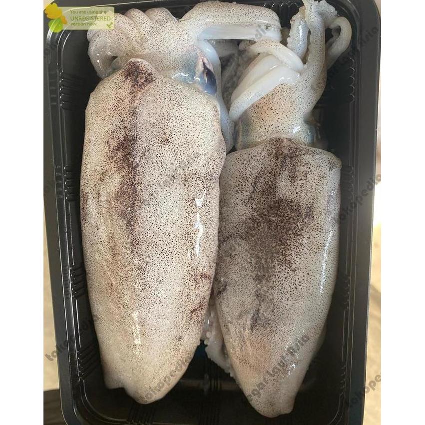 PARDIONSSTORE - CUMI 1KG // CUMI SEGAR / CUMI BASAH SEGAR / CUMI SEMAMPAR 1KG / CUMI SEMAMPAR SEGAR 