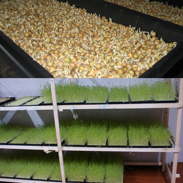 Promo Cod 50Mm Tray Semai Tanpa Lubang Tray Semai Bibit Biji  Semai Seedling Tanaman Hidroponik  Tat