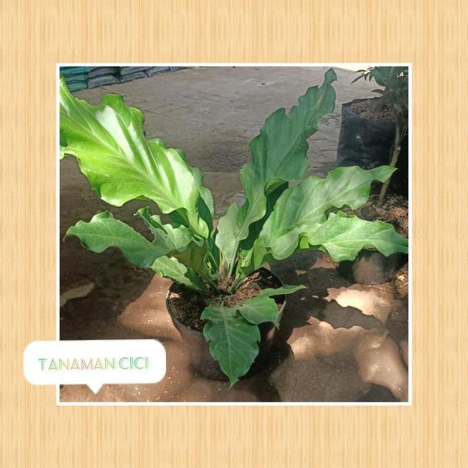 HARGA DISC - tanaman gelombang cinta besar ready surabaya