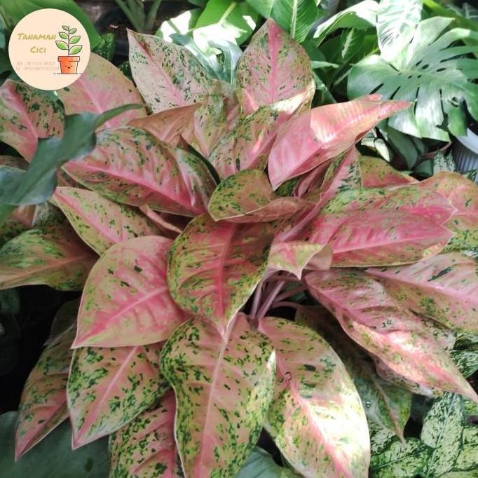 TERBARU - Aglonema rimbun aglonema big Roy lulaiwan only 1 pot putih 50cm