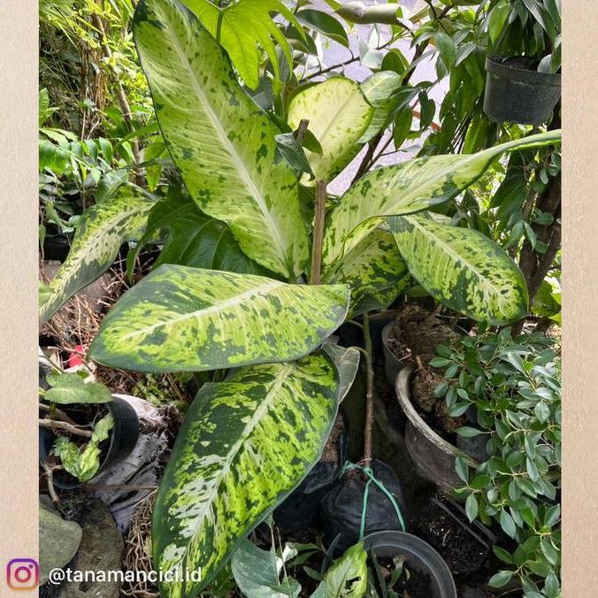 Tanaman hias diven galaxy jumbo real pict On pot