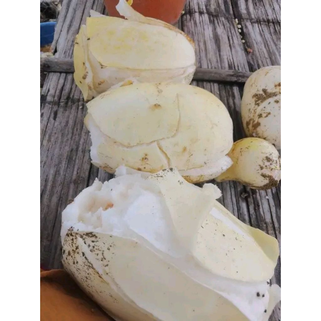 100biji BENIH TIMUN SURI MANOHARA