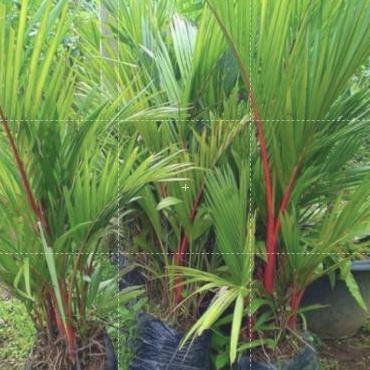 Promo Tanaman hias indoor Palem Merah - pohon palem merah // pinang merah COD