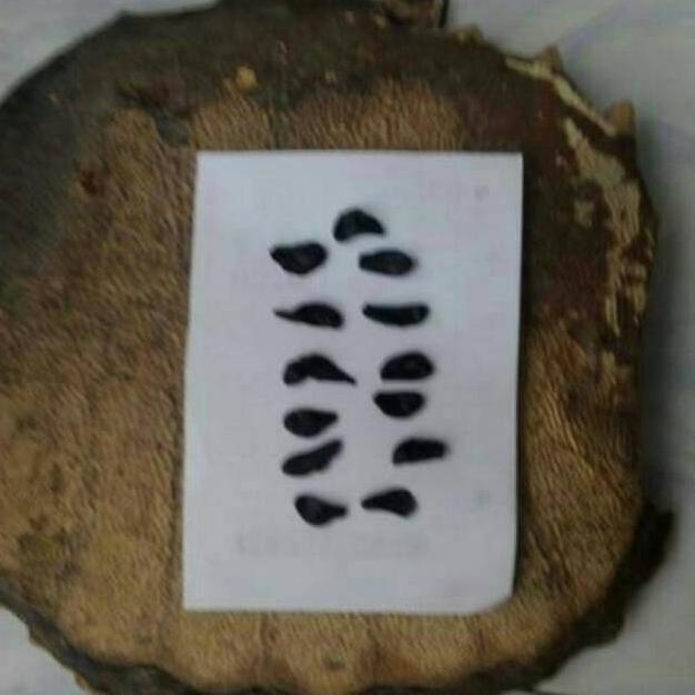 Empedu Bulus Asli Ibu Aminah Khasiat Luas