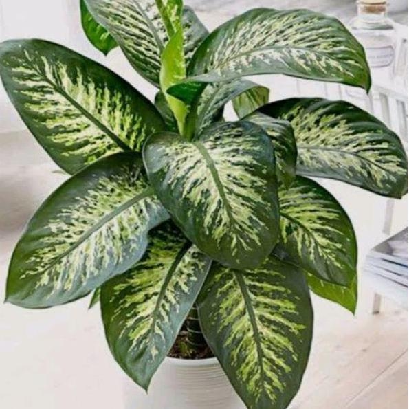 Tanaman Hias Sri Rejeki/Blanceng +Pot Geraba