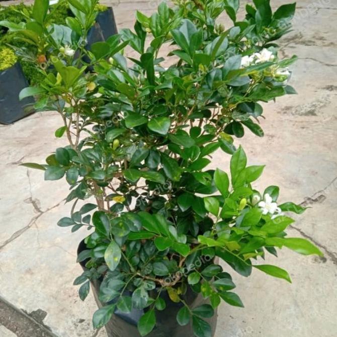 Tanaman Hias Kemuning Besar
