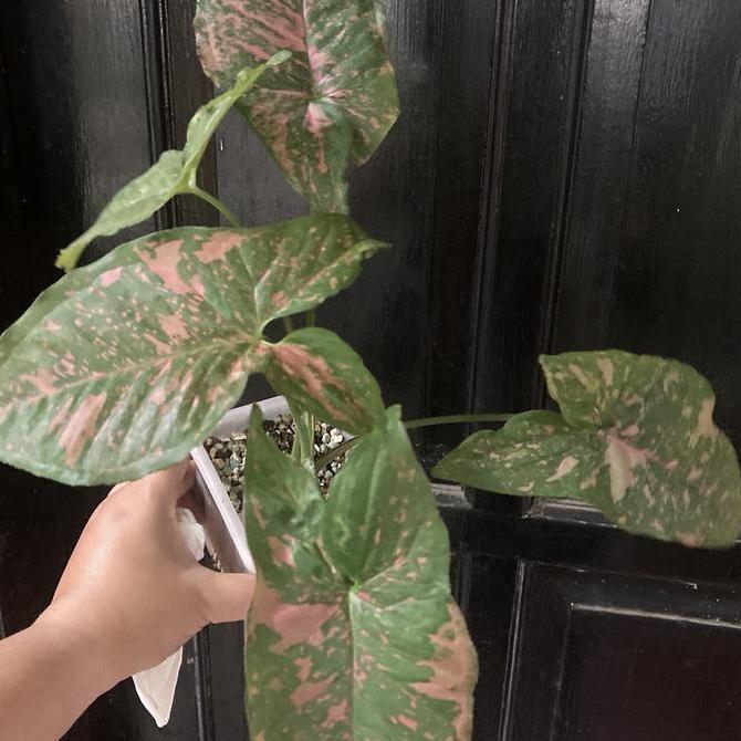 Syngonium Pink Allusion