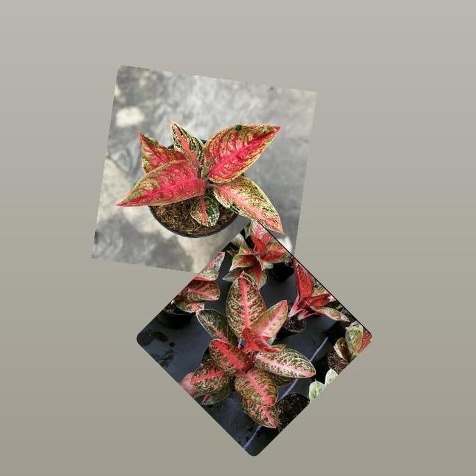 Anakan Aglonema Kendedes & Widuri Tulang Merah