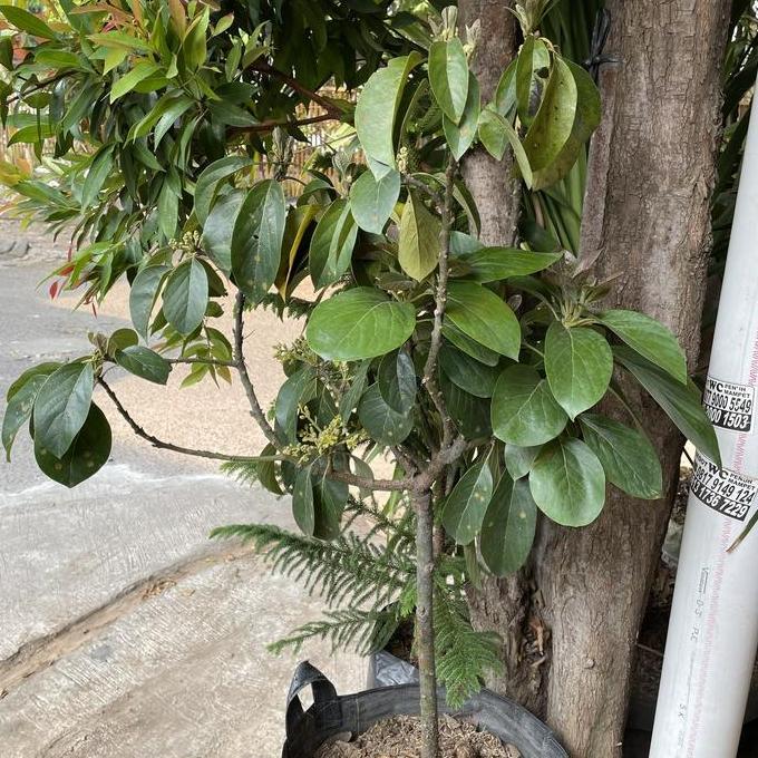 Tanaman Buah Alpukat // Sudah Berbunga