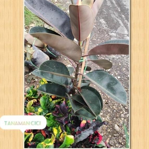 ficus burgundy karet kebo include pot putih