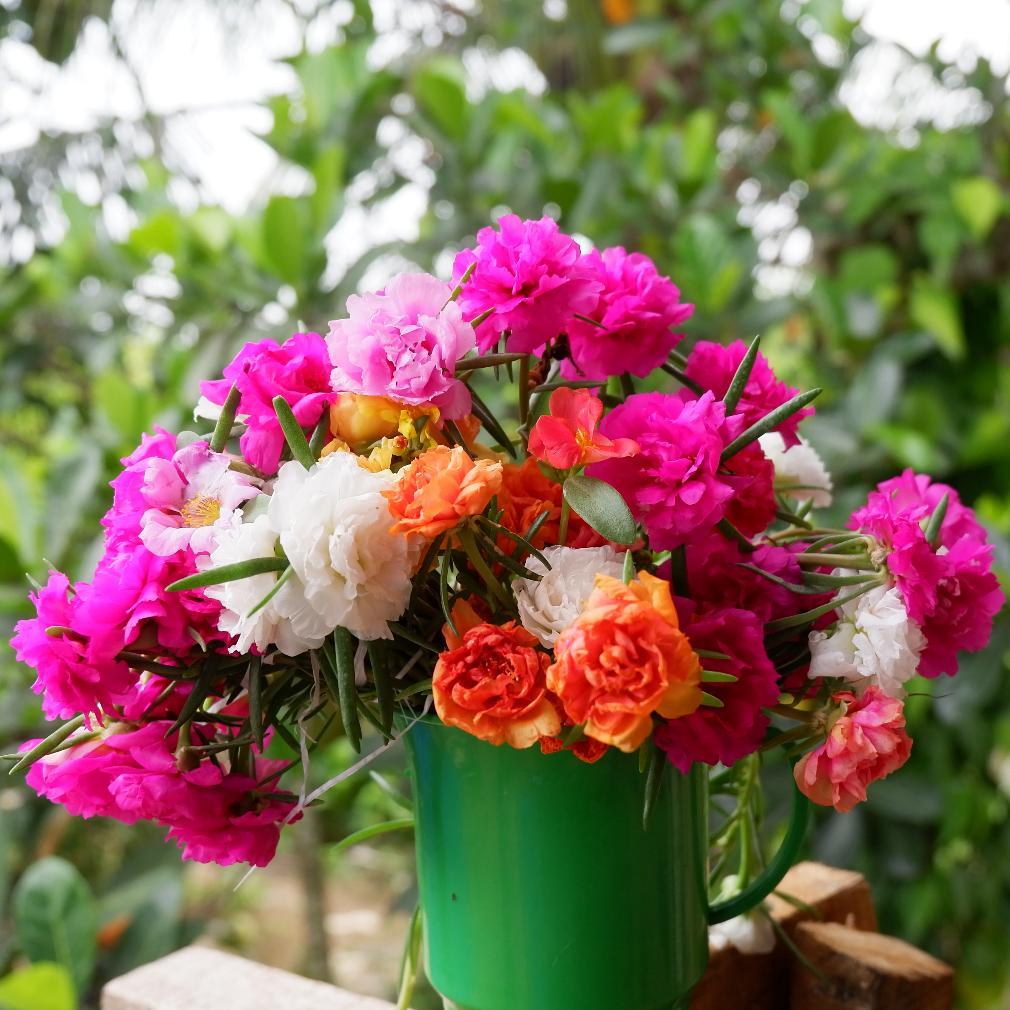 Promo Cod Bibit Bunga Krokot Warna Warni ...