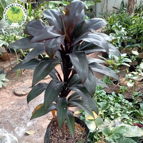 Tanaman Andong Hanjuang Mini Kemoceng