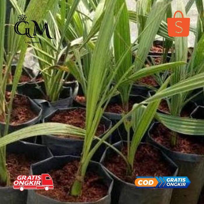 gh-6 Sale fth- Bibit Kurma Tropis Indonesia Termurah Original Termurah Premium