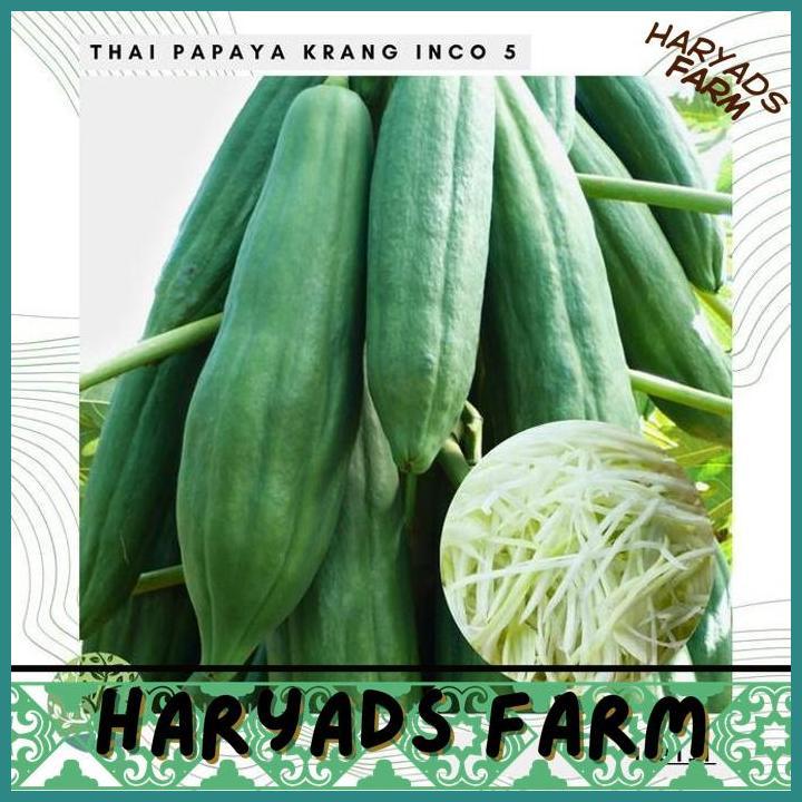 HF BENIH BIBIT BIJI - BUAH PEPAYA THAI PAPAYA KRANG INCO 5 SEEDS - PEPAYA THAILAND UNTUK MEMBUAT SOM