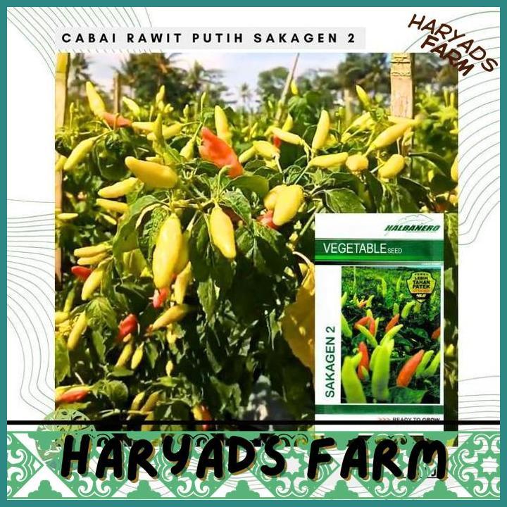 HF BENIH BIBIT BIJI - CABAI RAWIT PUTIH SAKAGEN 2 CABE RAWIT PEDAS HALBANERO SEEDS - PANEN DALAM 50 