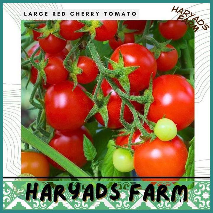 HF BENIH BIBIT BIJI - LARGE RED CHERRY TOMATO / TOMAT CERI MERAH BESAR SEEDS - IMPORT - HARYADSFARM