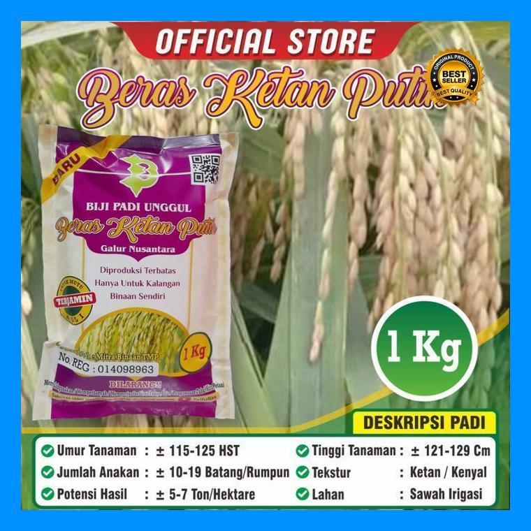 (Terbaru) Benih Padi Ketan Putih Bestseller