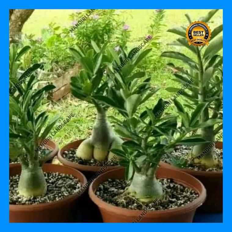 (Best Saller) Real Tanaman Hias Adenium Bonggo Besar/Dewasa Bestseller