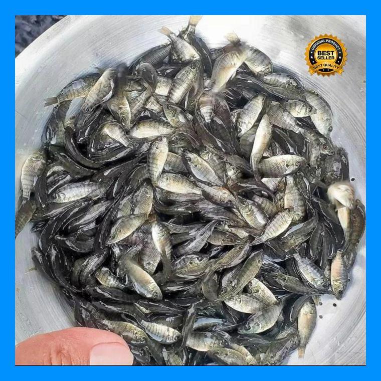 (Best Saller) Bibit Mujaer 1 Liter Bestseller