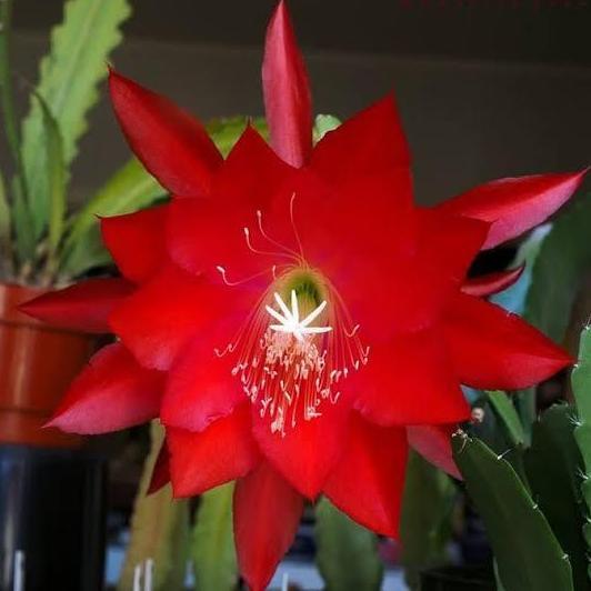 Terlaris Tanaman Hias Wijaya Kusuma Ackermanii