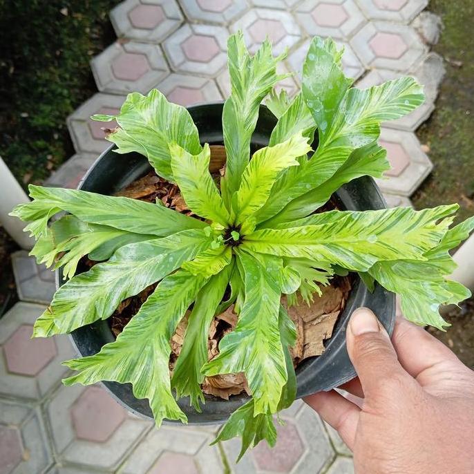 Terlaris Tanaman Hias Asplenium Nidus Variegata