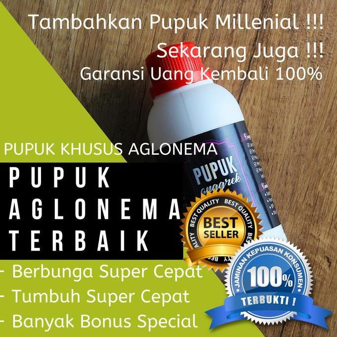 Terlaris Pupuk Bunga Aglonema, Pupuk Daun Aglonema, Pupuk Penyubur Aglonema