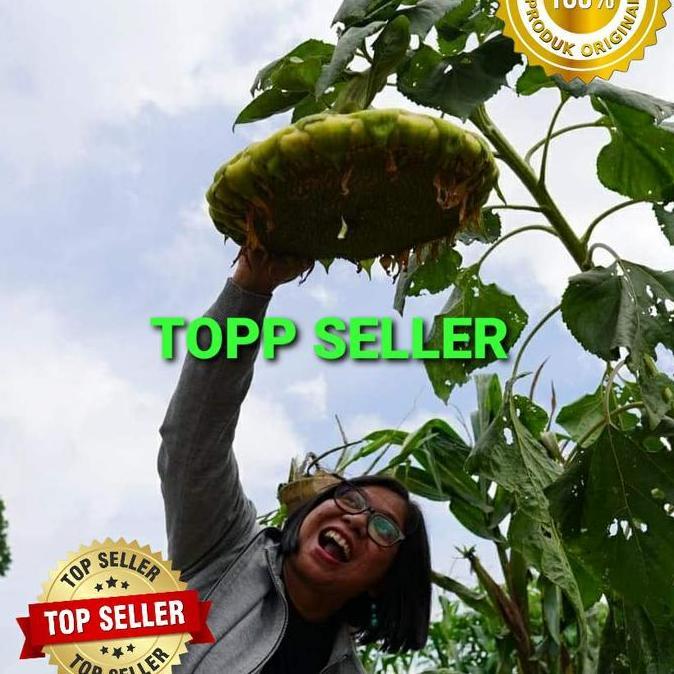 Terlaris 150 Biji Benih Bibit Bunga Matahari Super Jumbo Topp Seller
