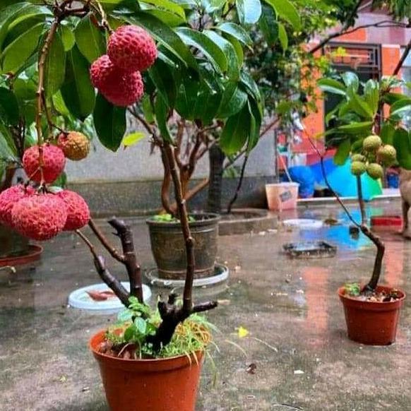 Terlaris Bibit Tanaman Leci Sudah Pernah Berbuah Cangkok