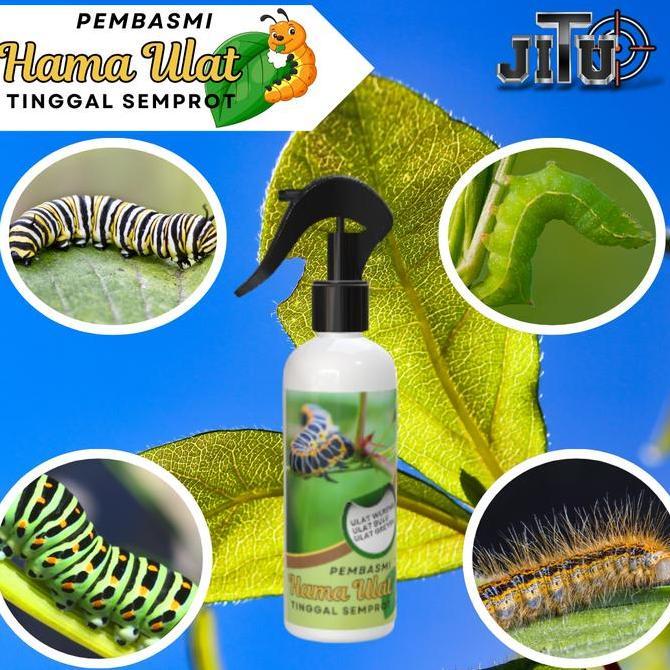 Pembasmi hama tanaman ORGANIK, ulat, kutu putih, hama daun, semut