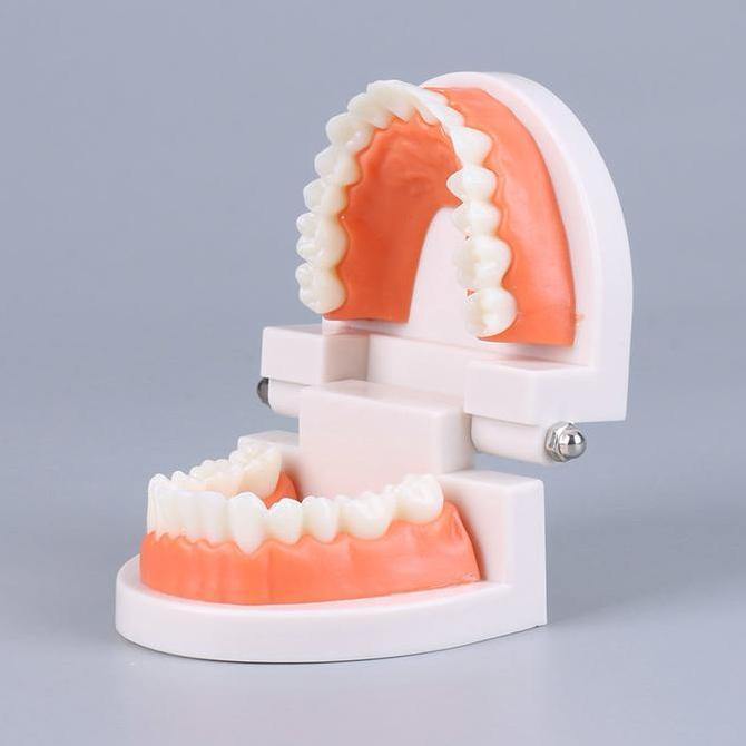 CLUCK Dental Model Study Edukasi Dokter Gigi Phantom Studi Rahang Gigi Typodont Gusi Karet Alat Pera