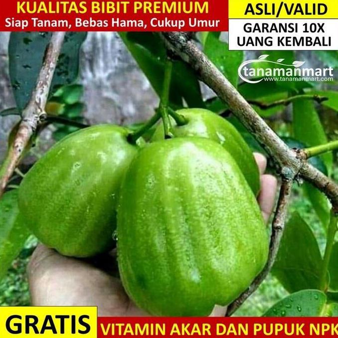 Bibit Jambu Air Kiojok asli bergaransi, Pohon Jambu air Kyojok valid