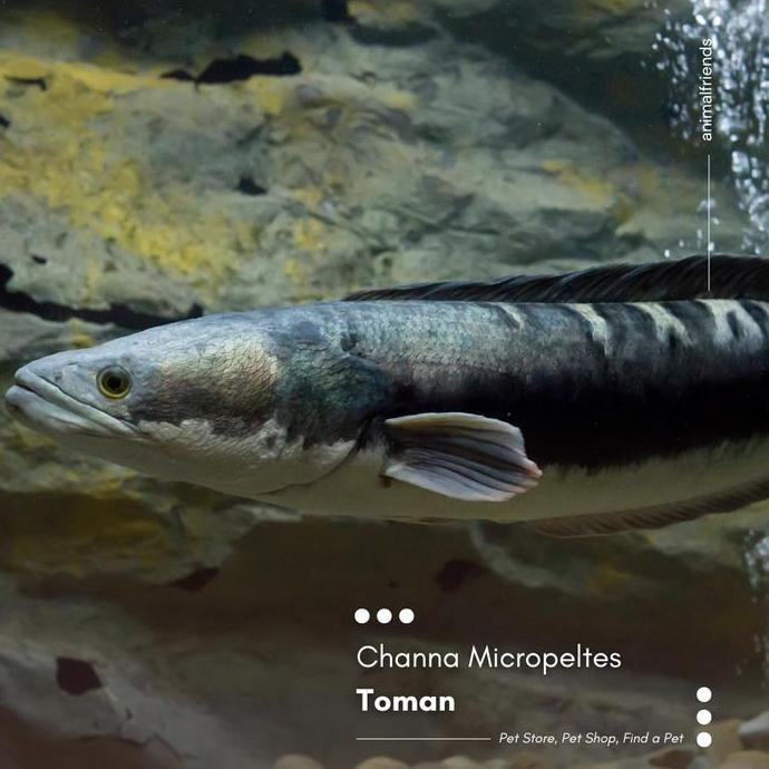 (FLASH SALE) IKAN PREDATOR CHANNA MICROPELTES BIG SIZE 45 CM UP