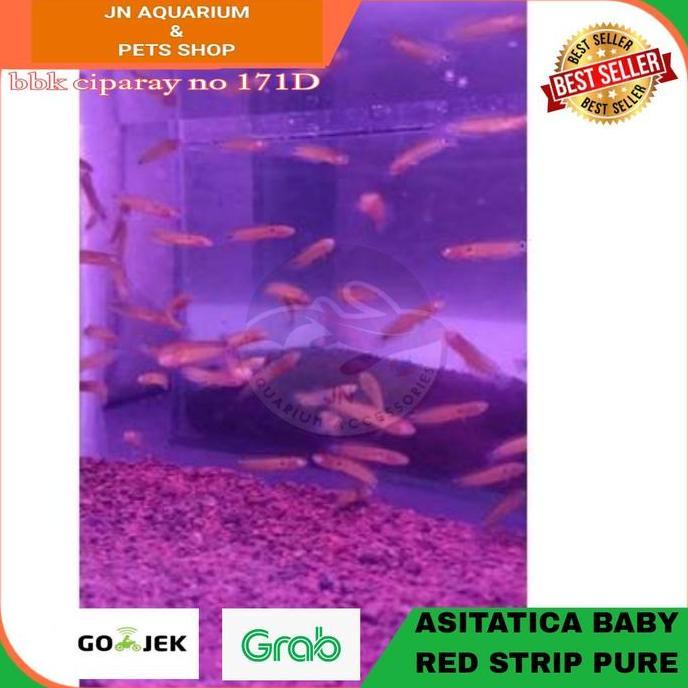 IKAN HIAS CHANNA CHANA ASIATICA RED STRIP PURE IKAN PREDATOR