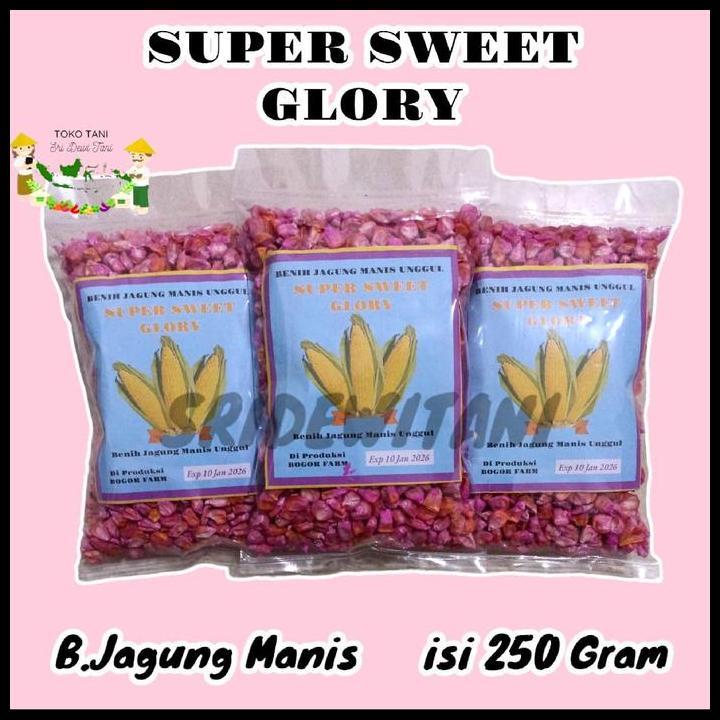 Harga Promo Bibit Benih Jagung Manis Sweet Glory 500 Gram Bibit Jagung Manis Madu Kuning