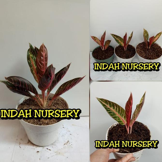 Terlaris Bibit Anakan Bunga Aglonema Red Sumatera Baby Red Sumatera Sumatra