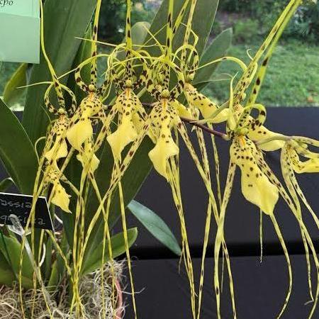 Terlaris Anggrek Oncidium Brassia Arcuigera