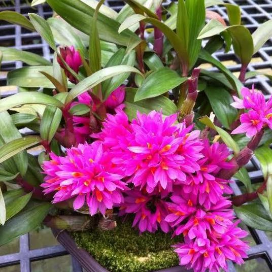 Terlaris Anggrek Dendrobium Hibiki