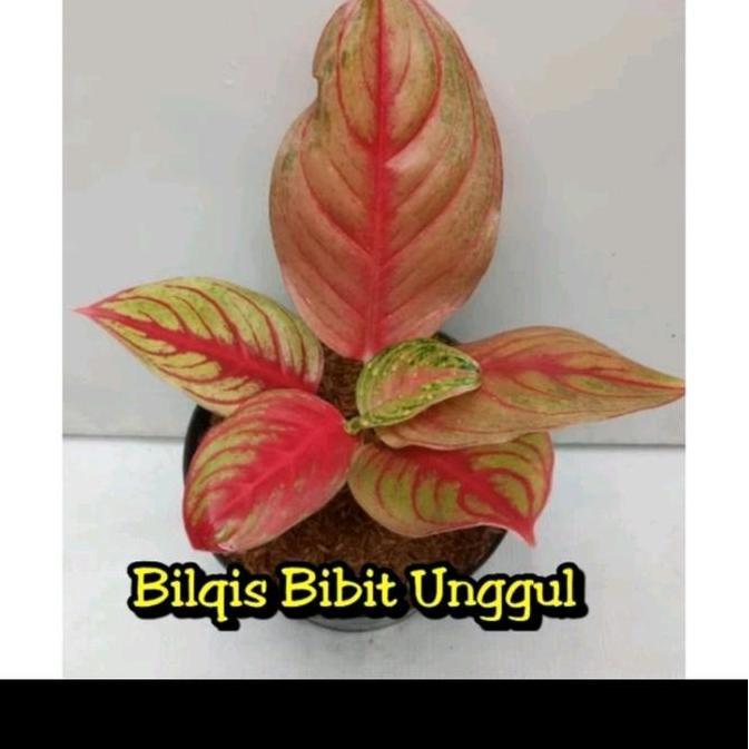 Terlaris Benih Bunga Aglonema Sakuntala
