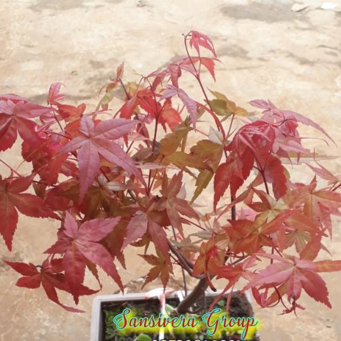 Terlaris Tanaman Japanese Red Maple / Bonsai Maple