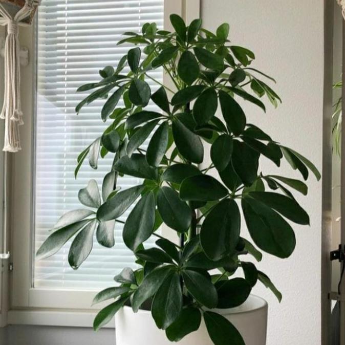 tanaman hias Walisongo tinggi(1meter)