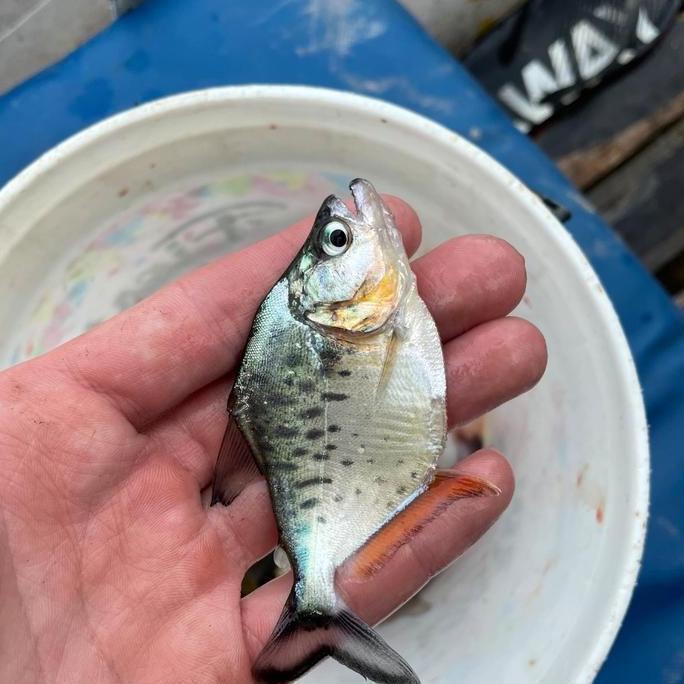 serrasalmus compressus 1 ekor baby