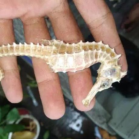 kuda laut kering asli besar 8cm 3biji