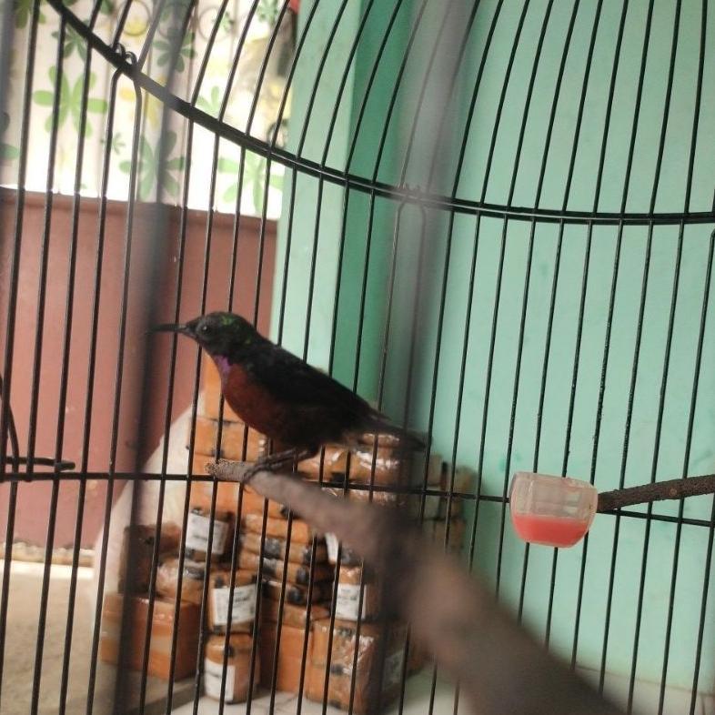 Burung konin  harian rajin mendekati gacor konin dacok