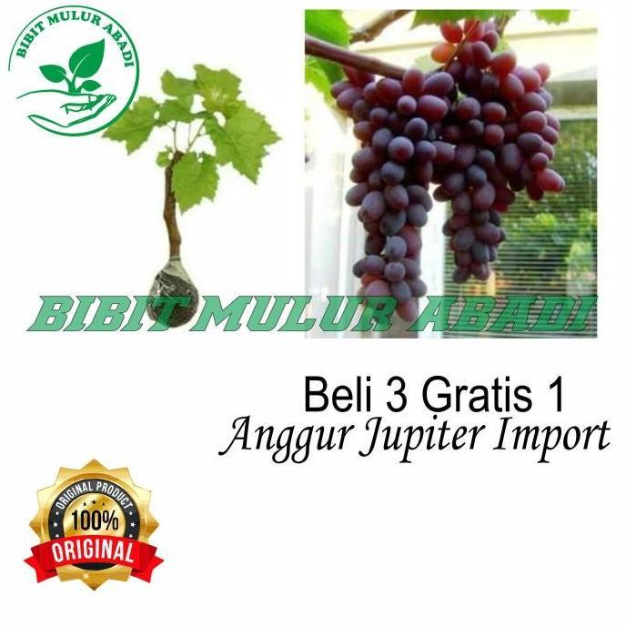 siap berbuah bibit buah anggur Jupiter (import) / tanaman / bibit buah fres bisa COD
