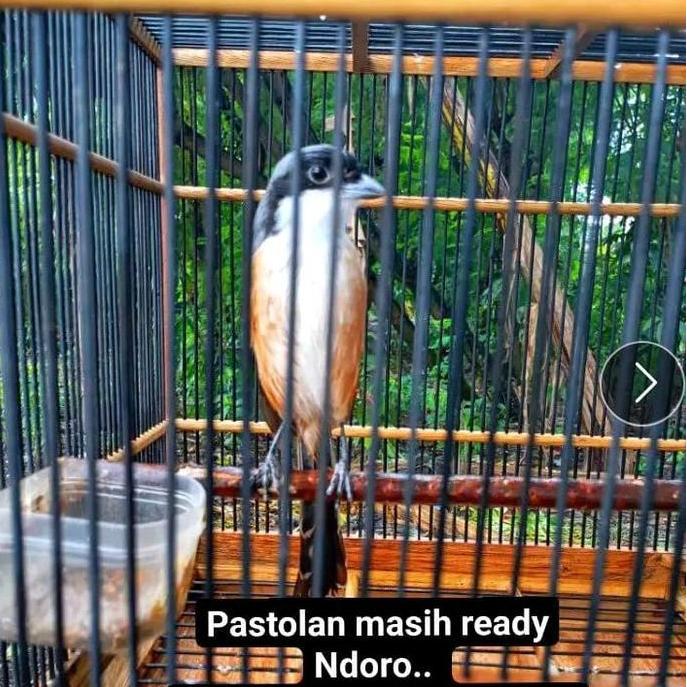 Kandang Burung Murai MH MBK HUTAN EKOR PANJANG