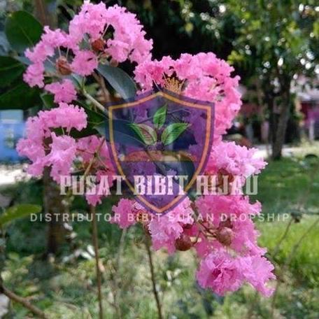 OBRAL Bibit Buah Tanaman Pohon Bunga sakura asli jepang ATZX